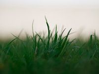 Grassprietjes
