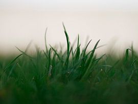 Grassprietjes by Angelo van der Klift