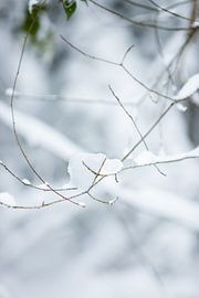 macrophoto | snow on branches in the woods | white colours | winter photo by Karijn | Fine art Natuur en Reis Fotografie