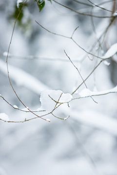 macrofoto | sneeuw op takken in het bos | witte kleuren | winterfoto