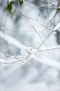Makrofoto | Schnee auf Ästen im Wald | weiße Farben | Winterfoto von Karijn | Fine art Natuur en Reis Fotografie Miniaturansicht