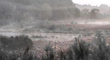 Ein nebliger Morgen auf der Heide in Zonhoven von Het Boshuis