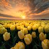 Sunset between the yellow tulips van Costas Ganasos