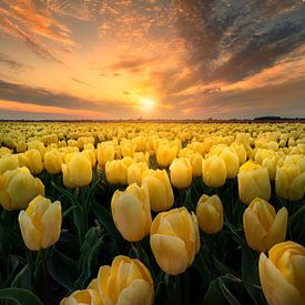 Sunset between the yellow tulips