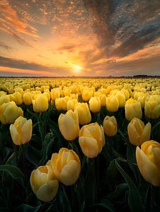 Sunset between the yellow tulips van Costas Ganasos