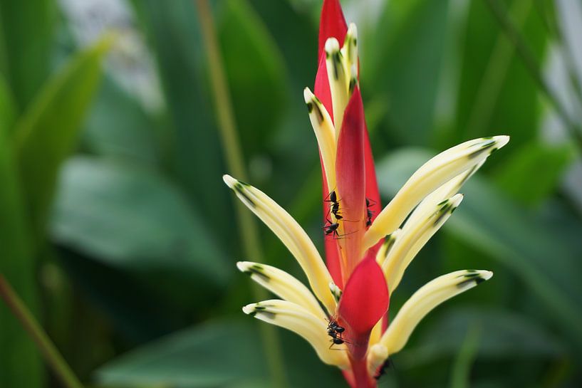 vogel plant par Bart Cornelis de Groot