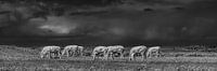 Koeien in het Noorderleeg met een een donkere wolkenlucht van Harrie Muis thumbnail