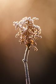 Winter Landscape by Jantina Mulder