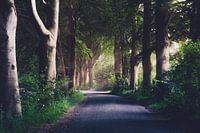 dreamy forest road