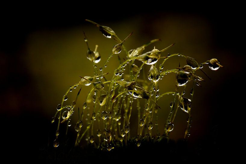 Tropfen by Gabriele Haase