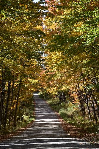 Een landweg in de herfst