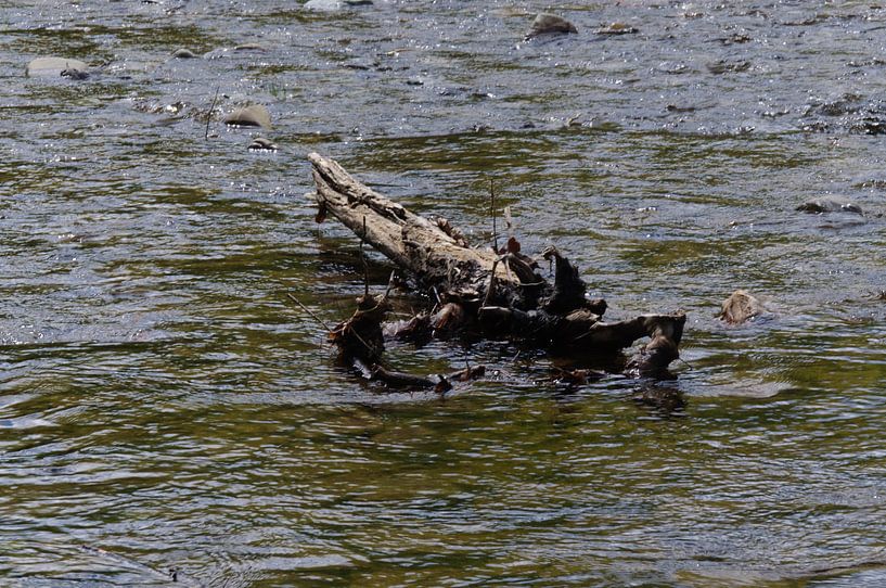 boomstam in rivier van Robert Lotman