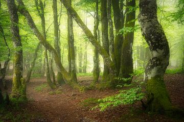 Spring by Ellen Borggreve