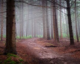 Morning mist in the forest by Erwin Pilon