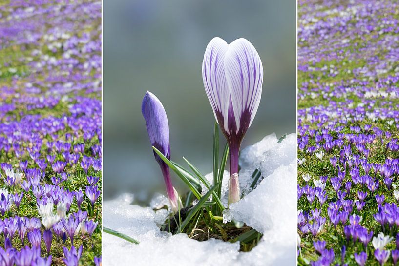 Collage - Krokusbloemen in de sneeuw van SusaZoom