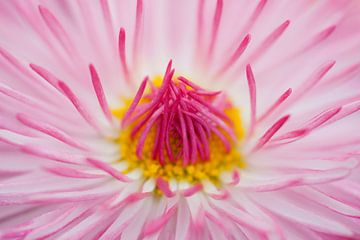 Pink daisy (Bellis perennis) von Tamara Witjes