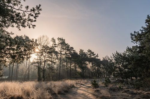 Lever de soleil à travers les arbres au petit matin