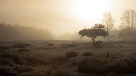 Sunrise on the moors 2 by René Jonkhout