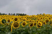 Sonnenblumen