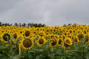 Sonnenblumen von Matthijs Peeperkorn