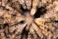 Radiant tree trunk