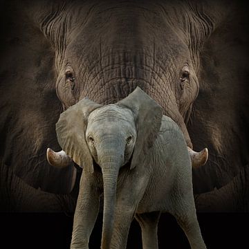 Mother and child, elephants by Bert Hooijer