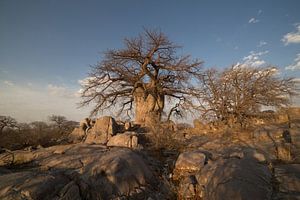 Baobab boom von Eddy Kuipers