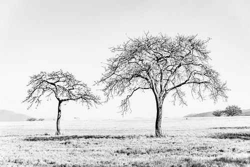 Ouder en kind boom op de grasvlakte | Natuurfotografie Landschap Zwart wit