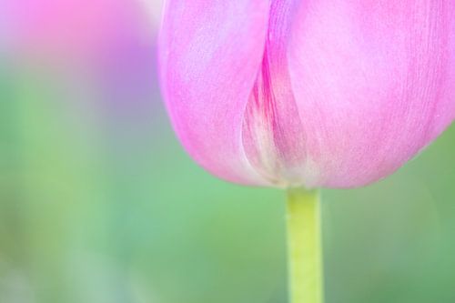 Pink tulip / close-up