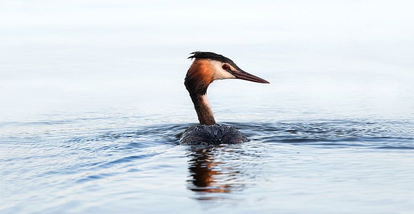Ein Haubentaucher ( Podiceps Cristatus ) von Leny Silina Helmig