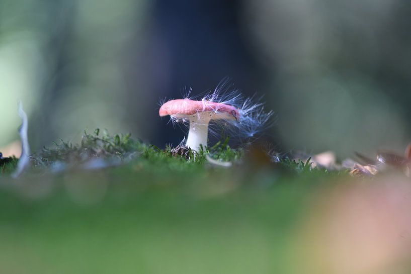 Mushroom by A. Bles