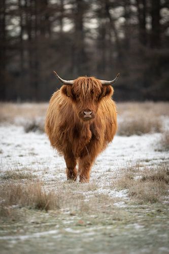 Scottish Highlander in the snow