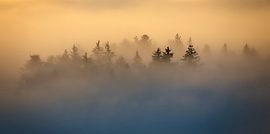 Zwischen Nebel und Licht