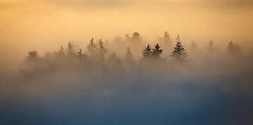 Zwischen Nebel und Licht von Judith Kuhn