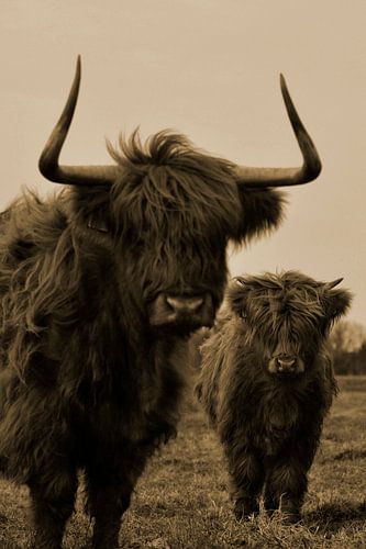 Schotse hooglanders sepia