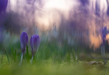 märchenhafte Frühlingsblüten im violetten Morgenlicht