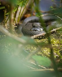 Ringelnatter von Tom Zwerver