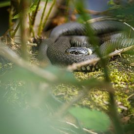Grass snake by Tom Zwerver