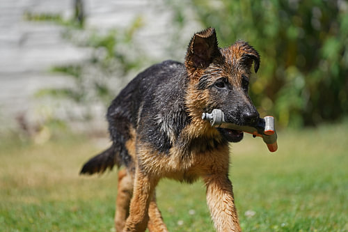 Herdershond (puppy) met slangpijp