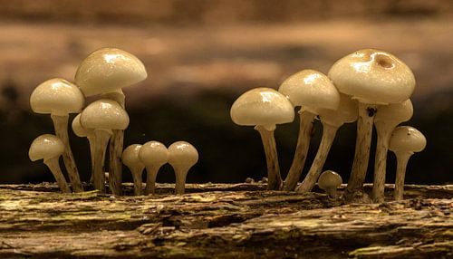 Porcelain fungus