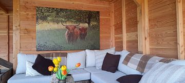 Klantfoto: drentse hooglanders van Yvonne Blokland