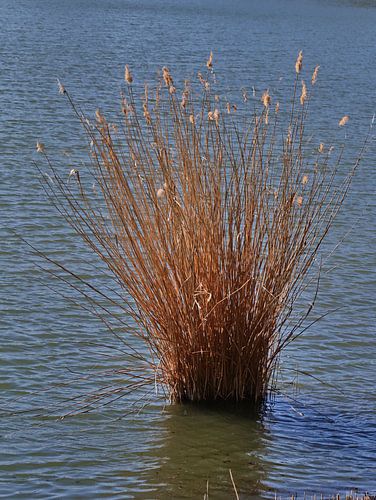 Riet 1