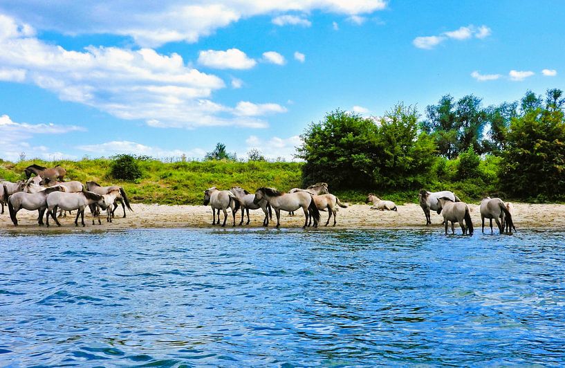 Konik-Pferde suchen Abkühlung an der Maas von Anja Oosterwaal Fine Art Fotografie