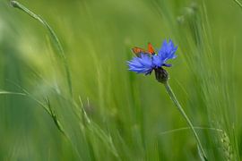 Butterfly on a cornflower by Laura Büttner