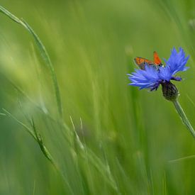 Vlinder op een korenbloem van Laura Büttner