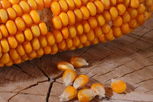 Mais in der Küche