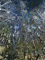 Fairytale forest