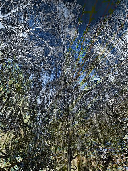 Fairytale forest by Birgit Kerber