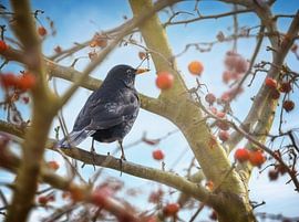 Blackbird male in apple tree