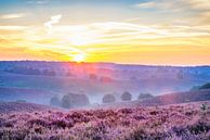 Sonnenaufgang über blühenden Heidekrautfeldern in den Hügeln von Sjoerd van der Wal Fotografie Miniaturansicht